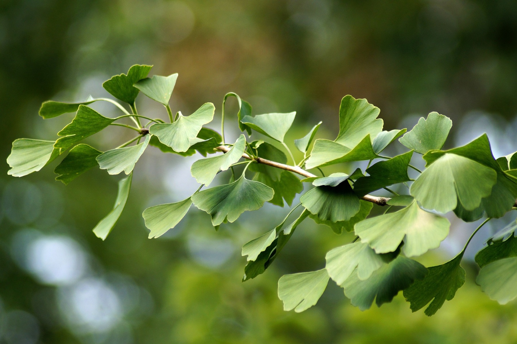 Τσάι Ginkgo biloba - Wolfberry